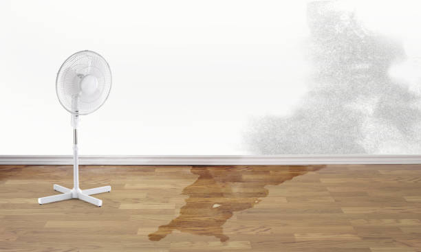 Best Professional water damage repair  in International Falls, MN