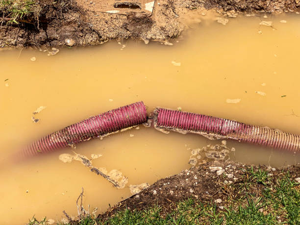 Best Mold removal after water damage  in International Falls, MN