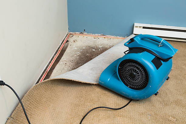 Best Carpet water damage restoration  in International Falls, MN
